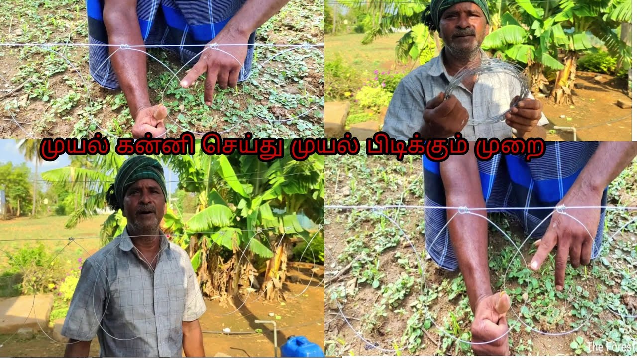முயல் கன்னி செய்து முயல் பிடிக்கும் முறை / முயல் கன்னி செய்யும் முறை