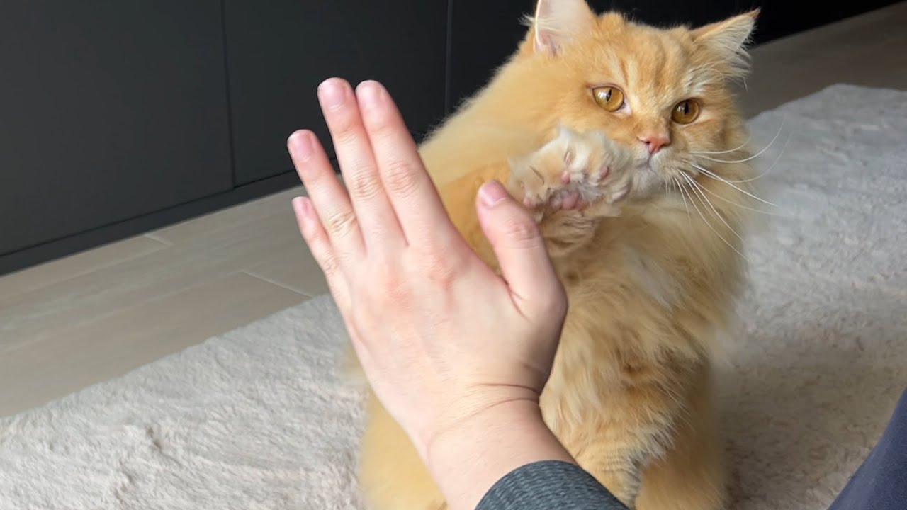 Trick & Treat with My Cat - Day 10