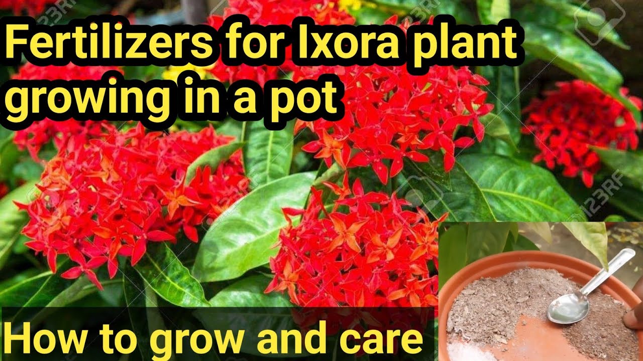 How to grow and care Ixora flower plant in a pot / fertilizer for Ixora flower plant  / Ixora flower