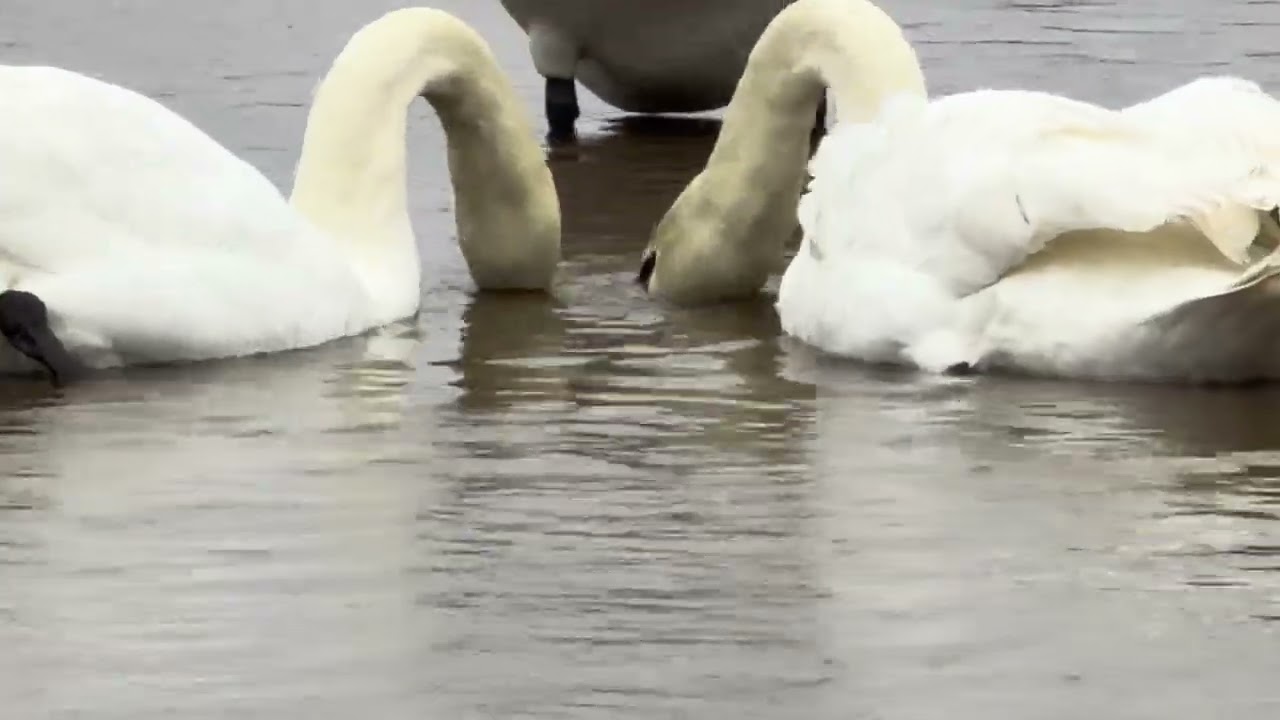 Swan swan
