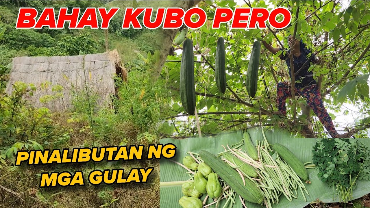EP142 BAGONG PAMILYA NA KATUTUBO AMING NATUKLASAN SA GITNA NG KABUNDUKAN NAKATIRA