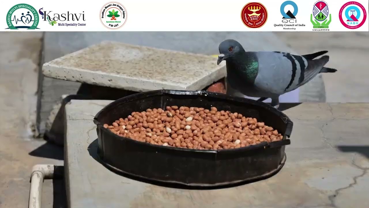 How Pigeon Droppings Can Cause Serious Lung Diseases | Lungs Allergy Symptoms | Dr. Ashish Jaiswal
