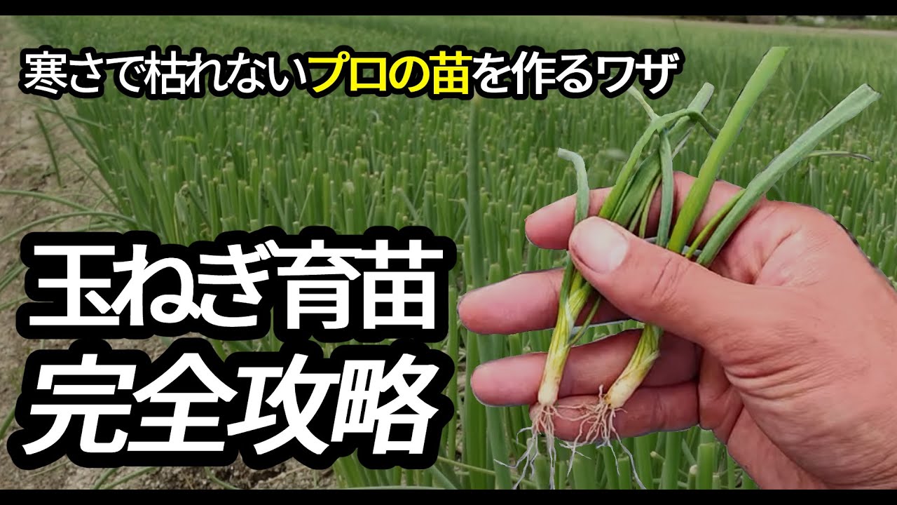 今やれる‼】これで太く枯れない苗の完成。プロの秘密の育て方を大公開‼植えた翌日に活着してトウ立ちせずに大収穫できるタマネギ苗を作るプロの玉ねぎ育苗完全攻略
