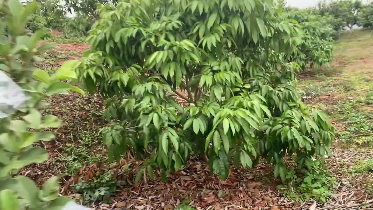 Thăm hai vườn vải u Hồng sau hai trận mưa rào 