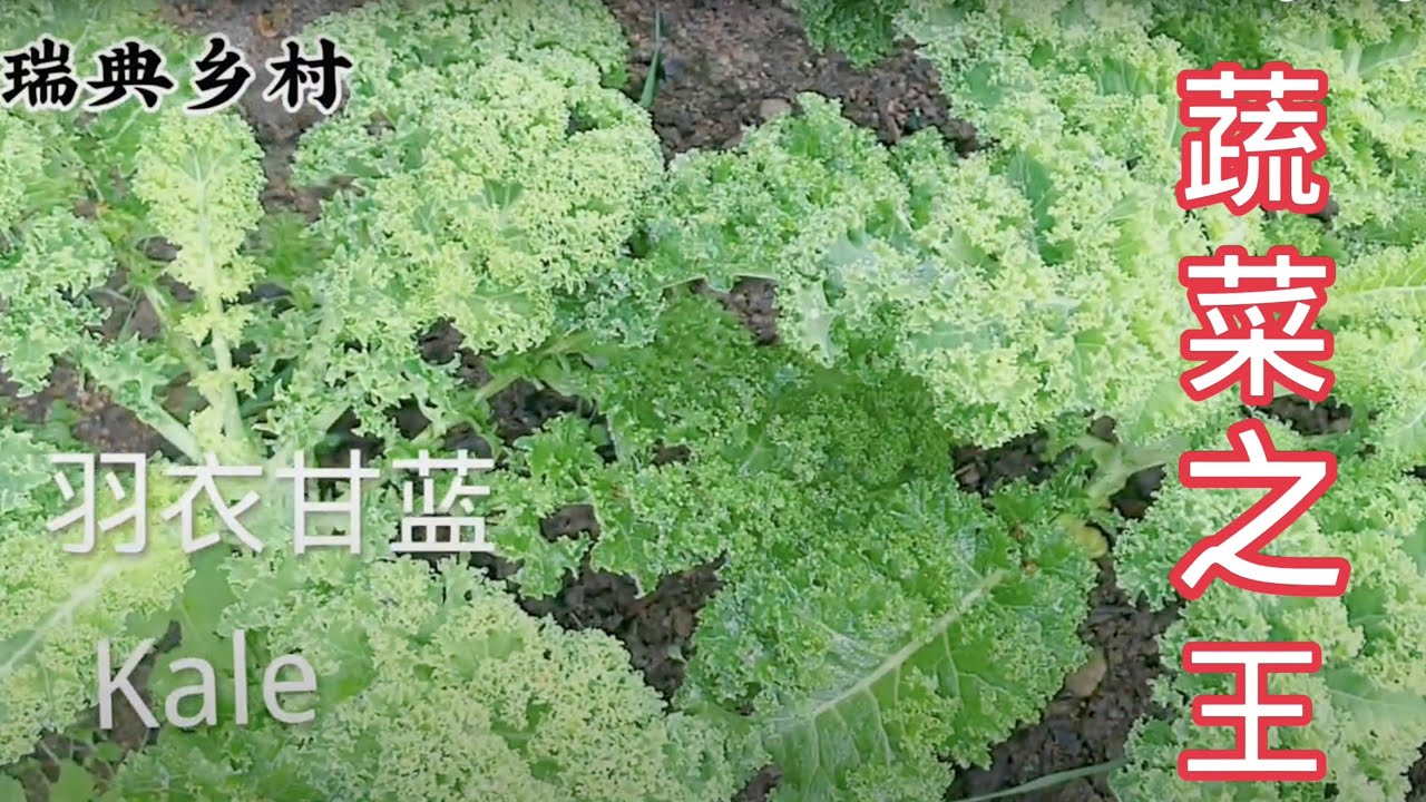 羽衣甘蓝馅饼做法 How to eat kale 羽衣甘蓝韭菜完美美搭配，做出的馅饼超级好吃，详细步骤