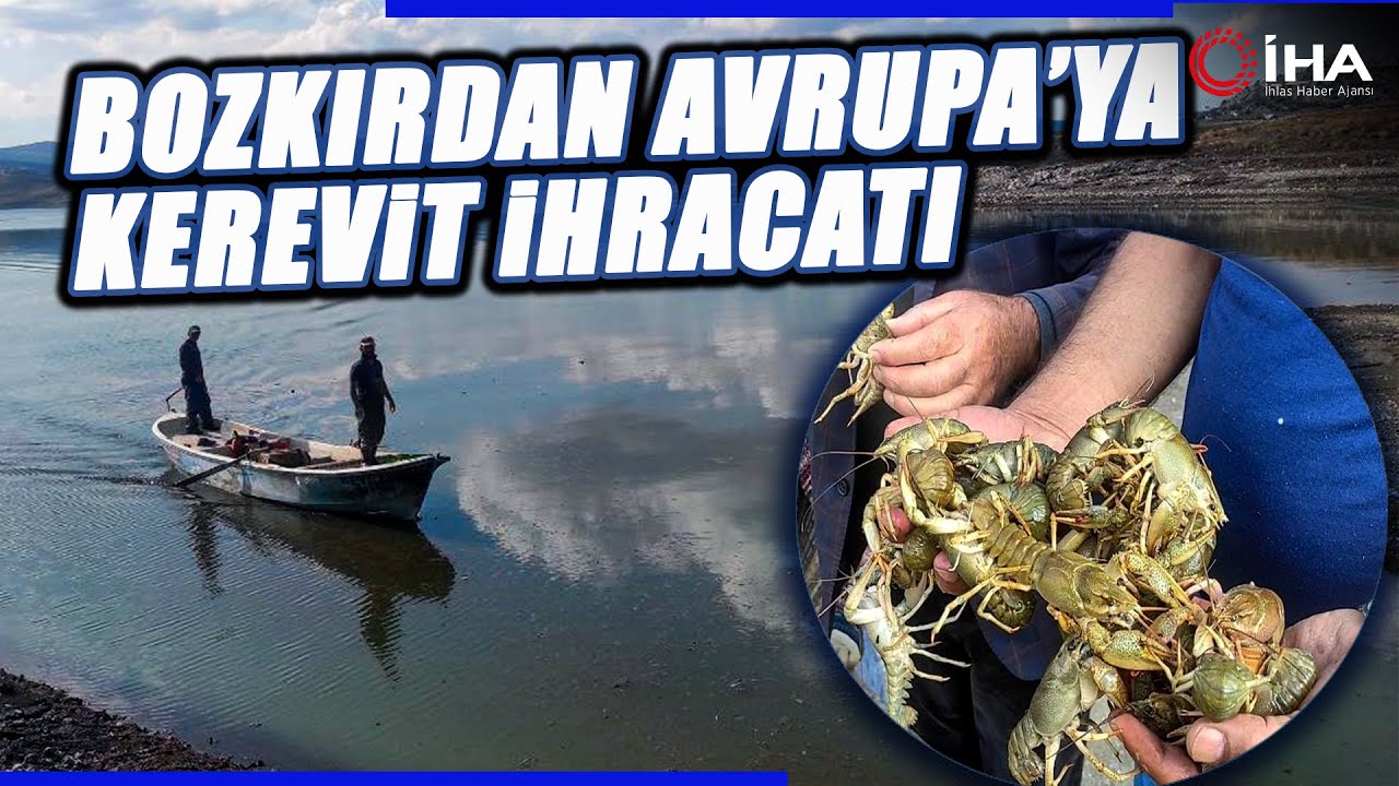 Çekerek Barajında Avlanan Kerevitler, Avrupalıların Sofralarını Süslüyor