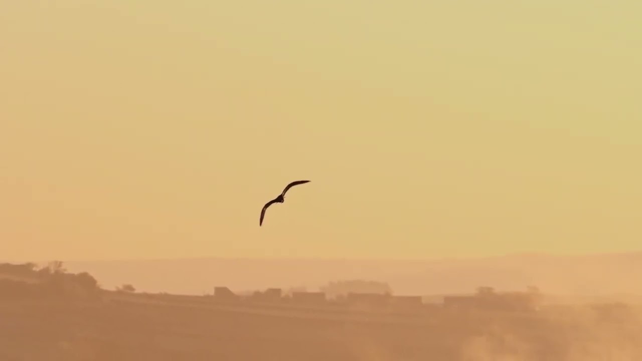 Eurasian Curlew Breeding Season