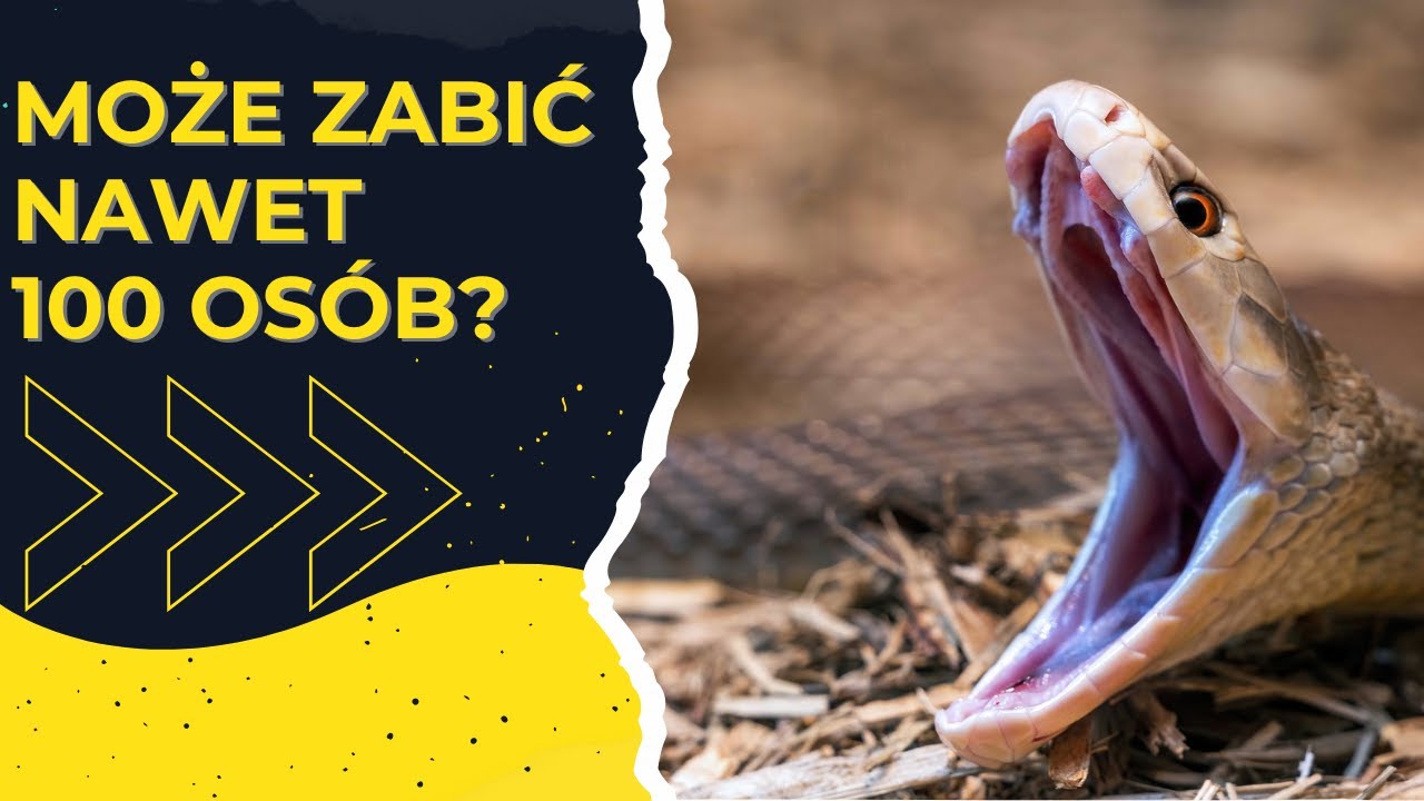 Najbardziej jadowite zwierzęta świata i Polski