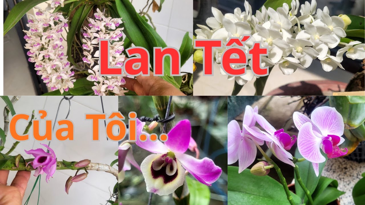 Hoa Lan Tết Của Tôi -My Orchid Flowers for Tet