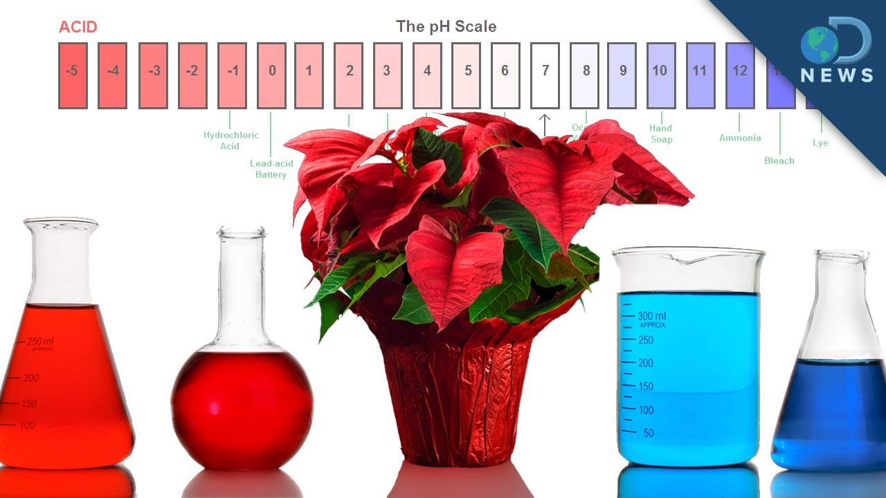 Use Poinsettias to Test for Acid