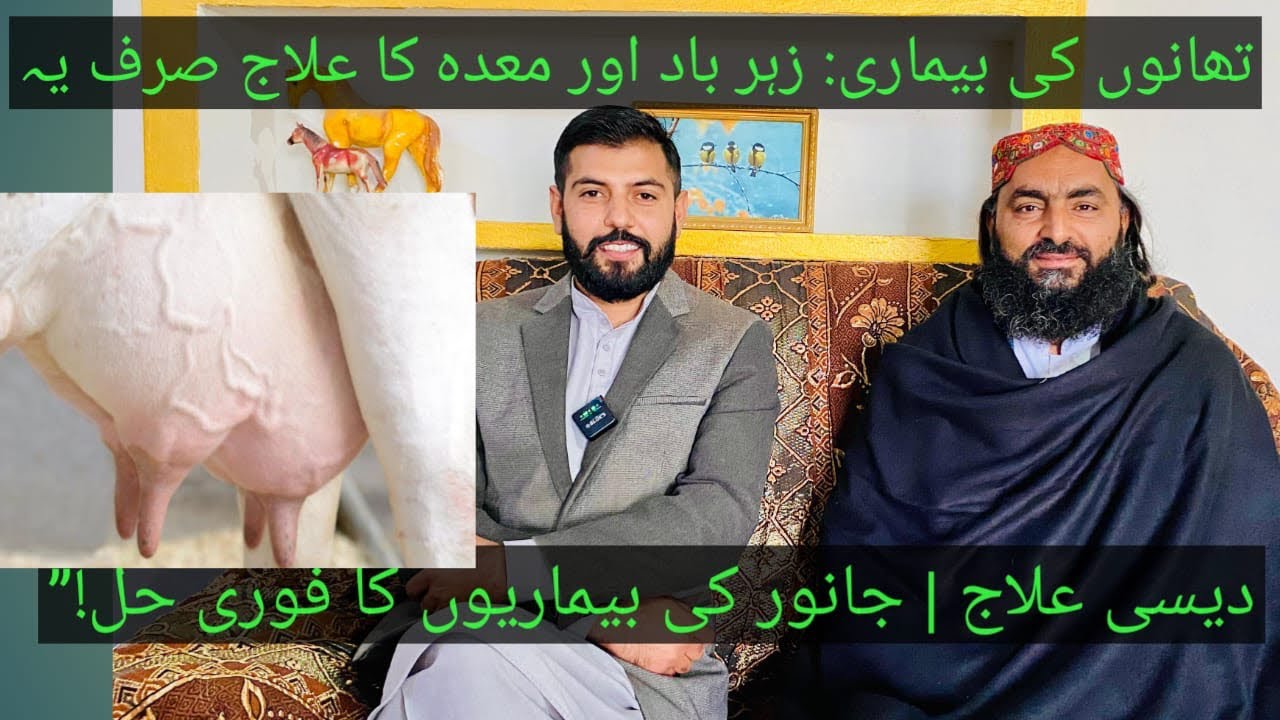Miracle Desi Spices Treatment for Dairy Animals | Mastitis, Poison & Major Diseases Cured Naturally
