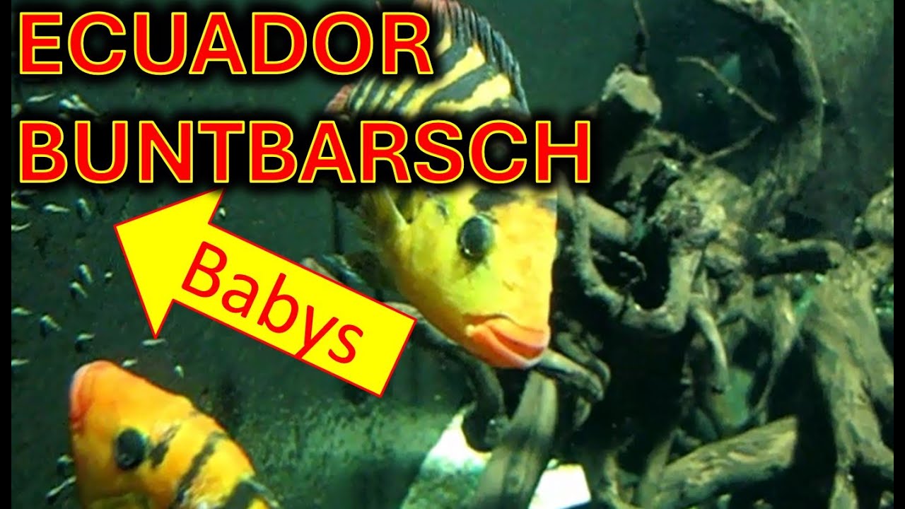 Ecuador Buntbarsche, mit Jungtiere, im Aquarium