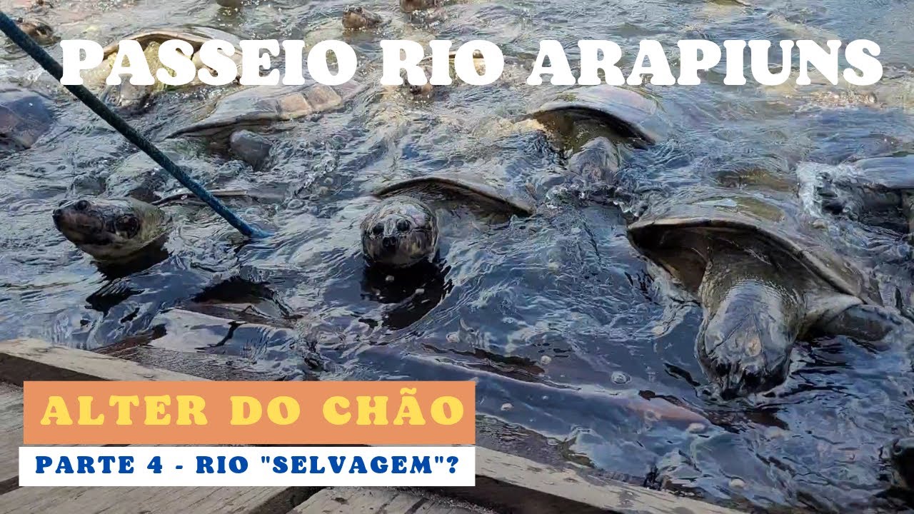 ALTER DO CH&Atilde;O - rio ARAPIUNS - da calmaria &agrave; 