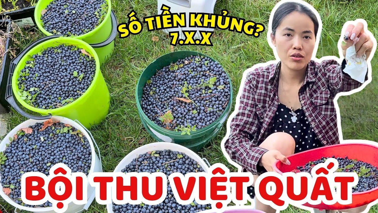 Bội Thu Việt Quất Được Số Tiền Khủng. Bon Mun Được Ông Bà Nội Trông Cho - Thúy Jyri Family Phần Lan