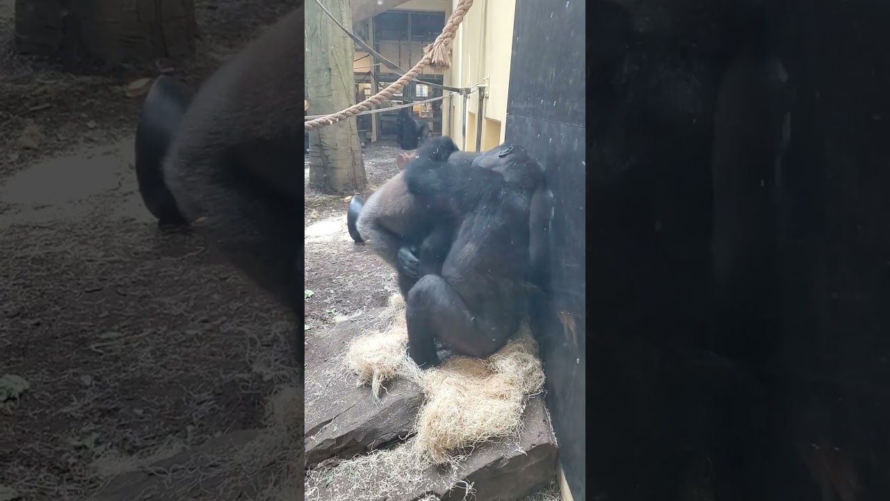 Gorillas go Wild at Houston Zoo
