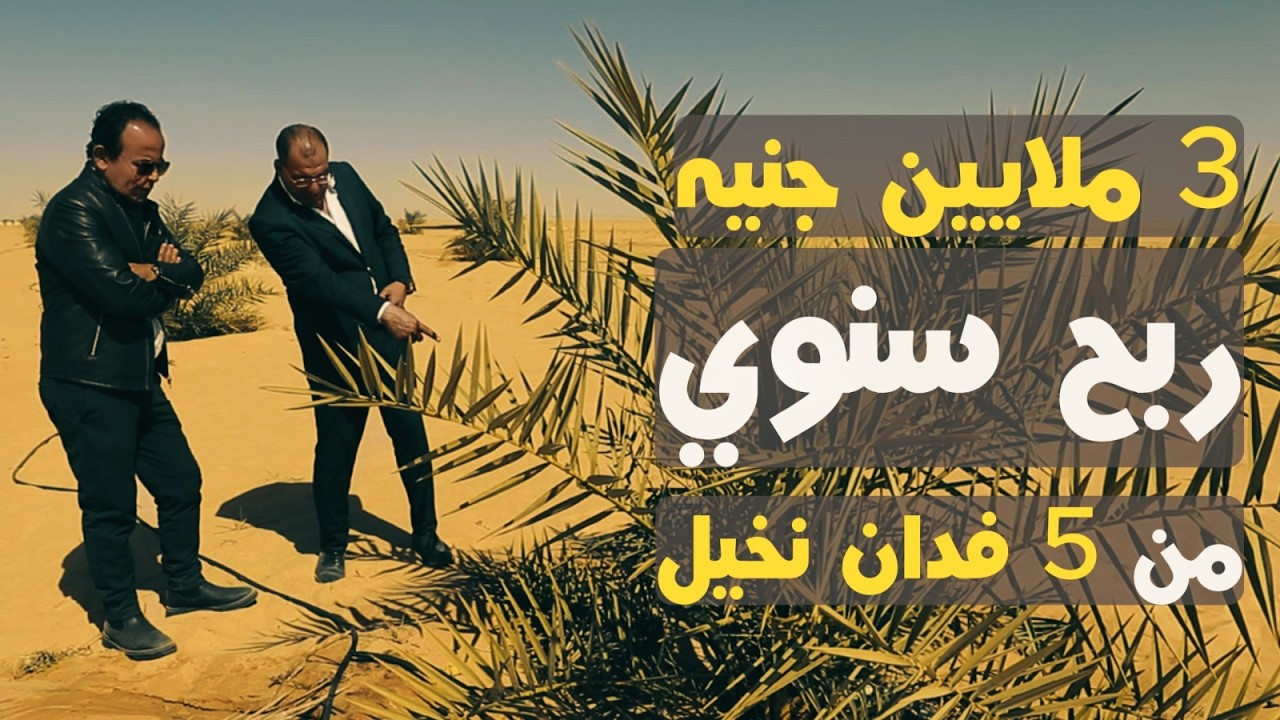 3 ملايين جنيه ربح سنوي من 5 فدان نخيل.. تعرف على زراعة النخيل ..إسأل مجرب