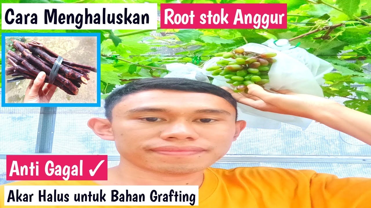 Cara Mengkaluskan Root Stok Anggur Untuk Bahan Grafting