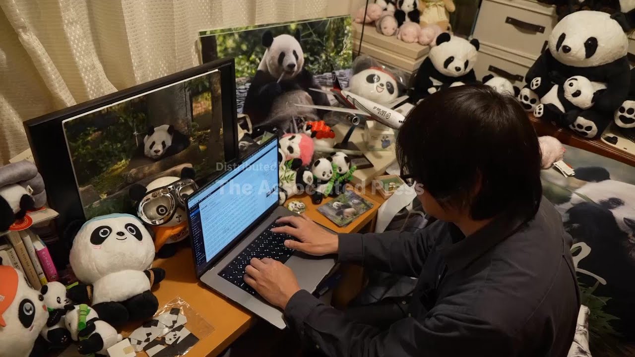 Devoted photographer laments return of last two pandas from Japan to China