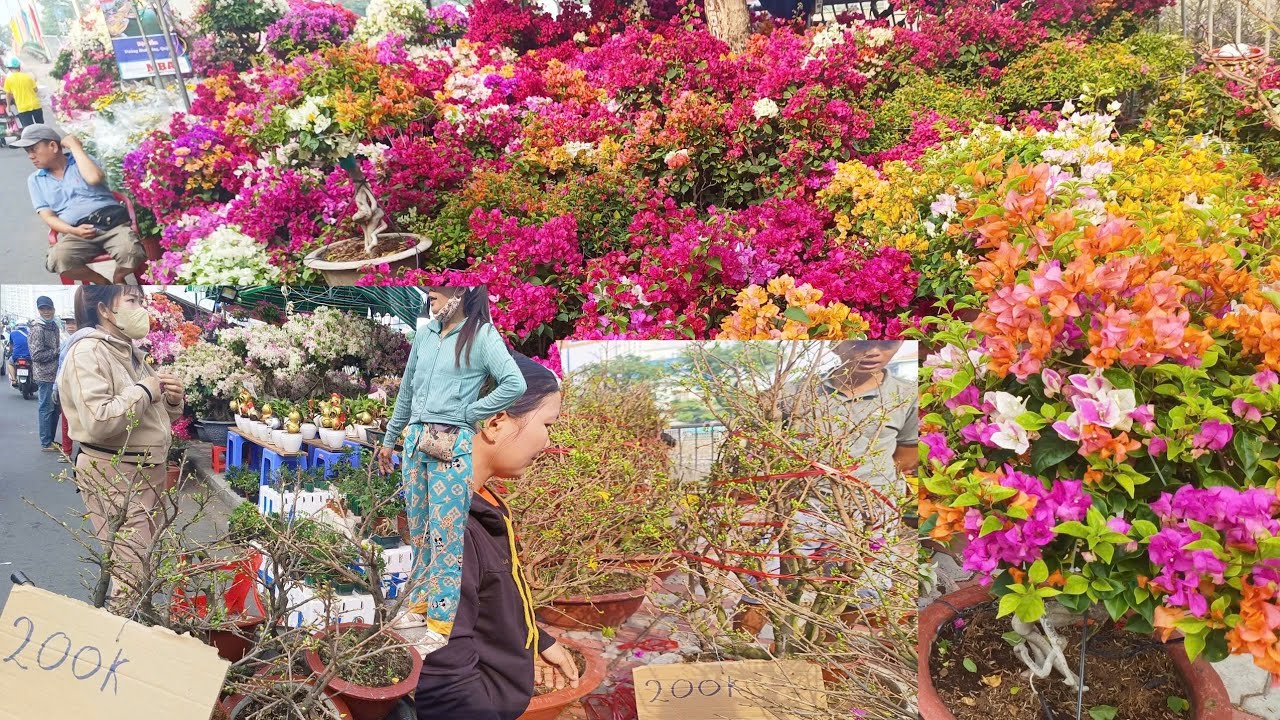 Vắng Lặng chợ hoa Tết Khu TÊN LỬA người bán nhiều hơn người mua MAI MI NI 180k/2 chậu Ở SÀI GÒN