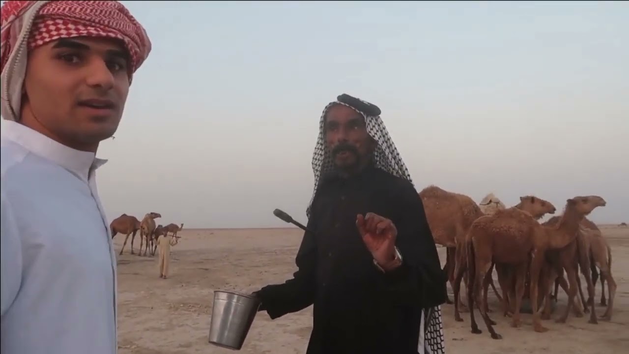 حياة البدو وطريقه التعامل مع الإبل . حسين يحيى. حيدر حاكم.