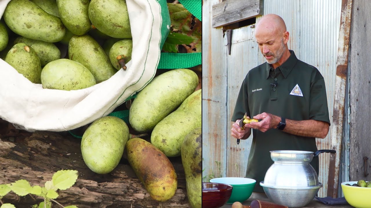 Processing Pawpaws
