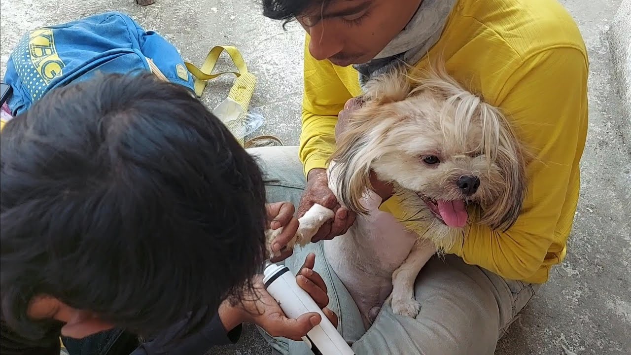 🐶 আজ আমাদের Puppy-র প্রথম হেয়ার কাটিং  | 🤗