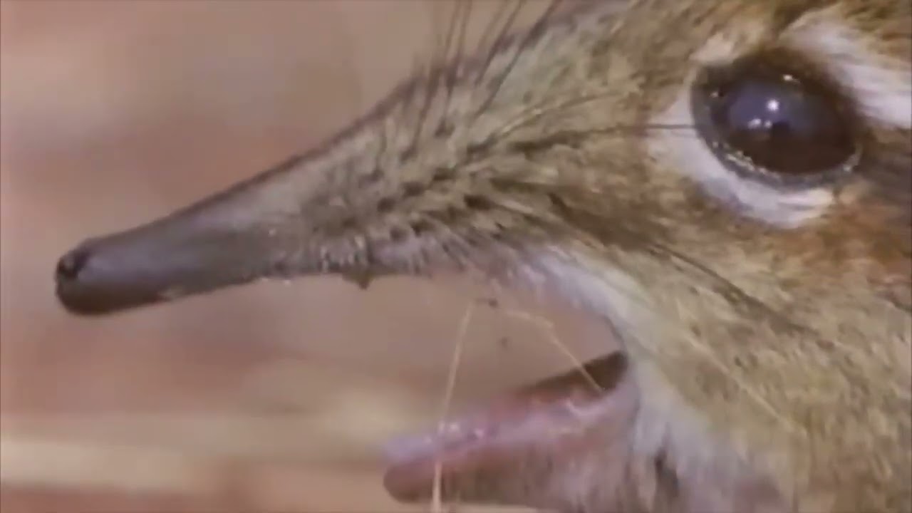 Take a closer look at that snout SHOOOOOOO-