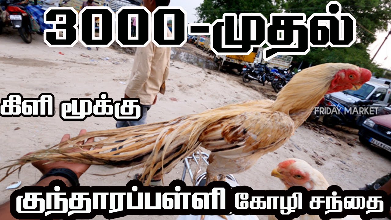 இந்த வாரம் கோழி சந்தை//குறைந்த விலை கிடைக்கும்// 3000 முதல்// நாட்டுகோழி KG 500.. #chicken #market