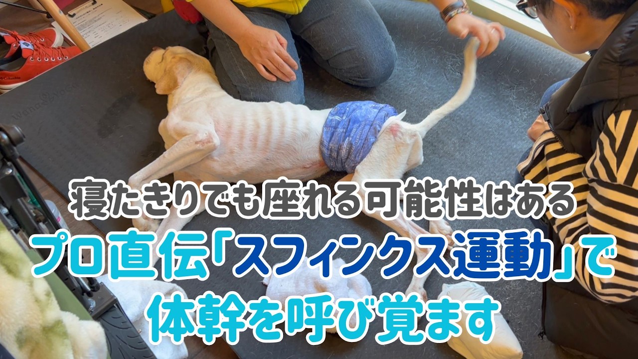 寝たきりでも座れる可能性はあるプロ直伝「スフィンクス運動」で体幹を呼び覚ます【F03】