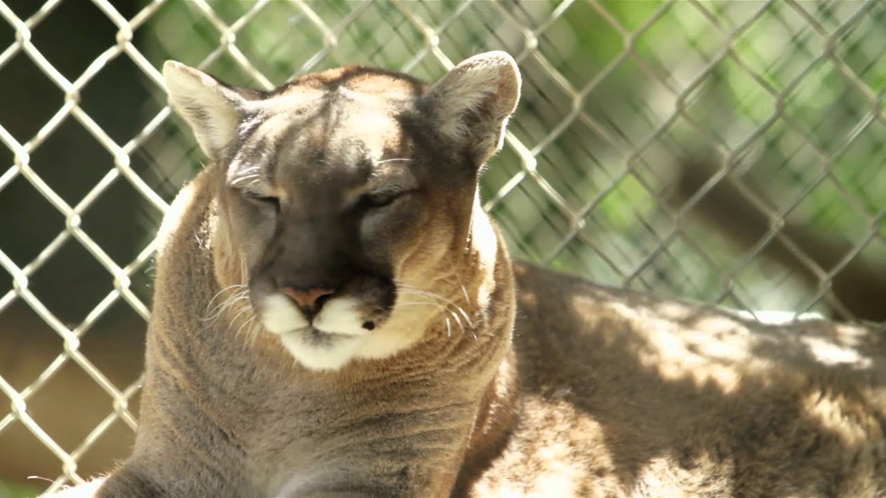 The Wildlife Waystation, with a special appearance by Slash