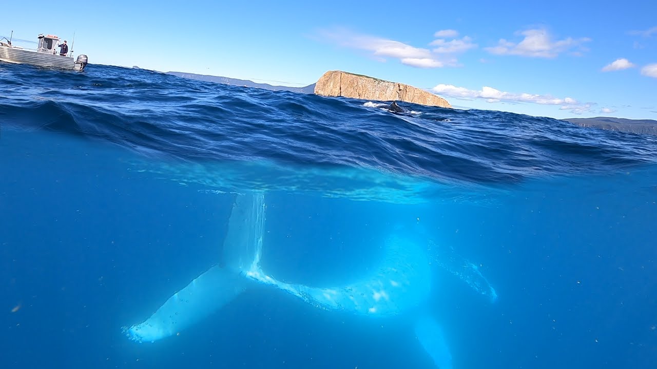 Humpback Whale - Swimming with whales off Hippolyte Rock - Tasmanian Spearfishing