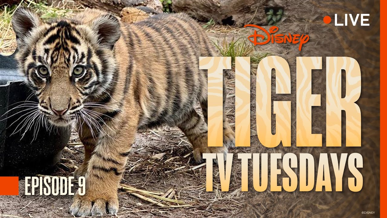 Tiger Tuesday Live! Baby Bakso Is Growing & Growing