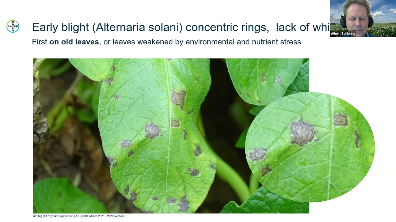 Webinar #18 - Phytophthora Infestans: Late Blight - Albert Schirring