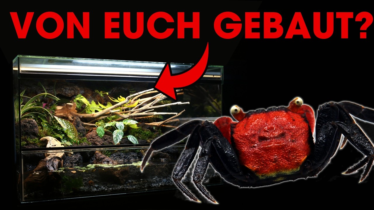 PERFEKTES Terrarium für RED DEVIL VAMPIRKRABBEN  🛠️🌿