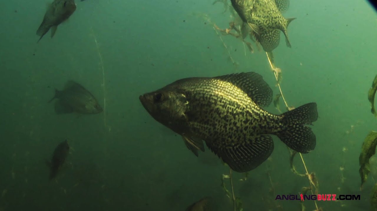 Top 3 Crappie Spawning Areas