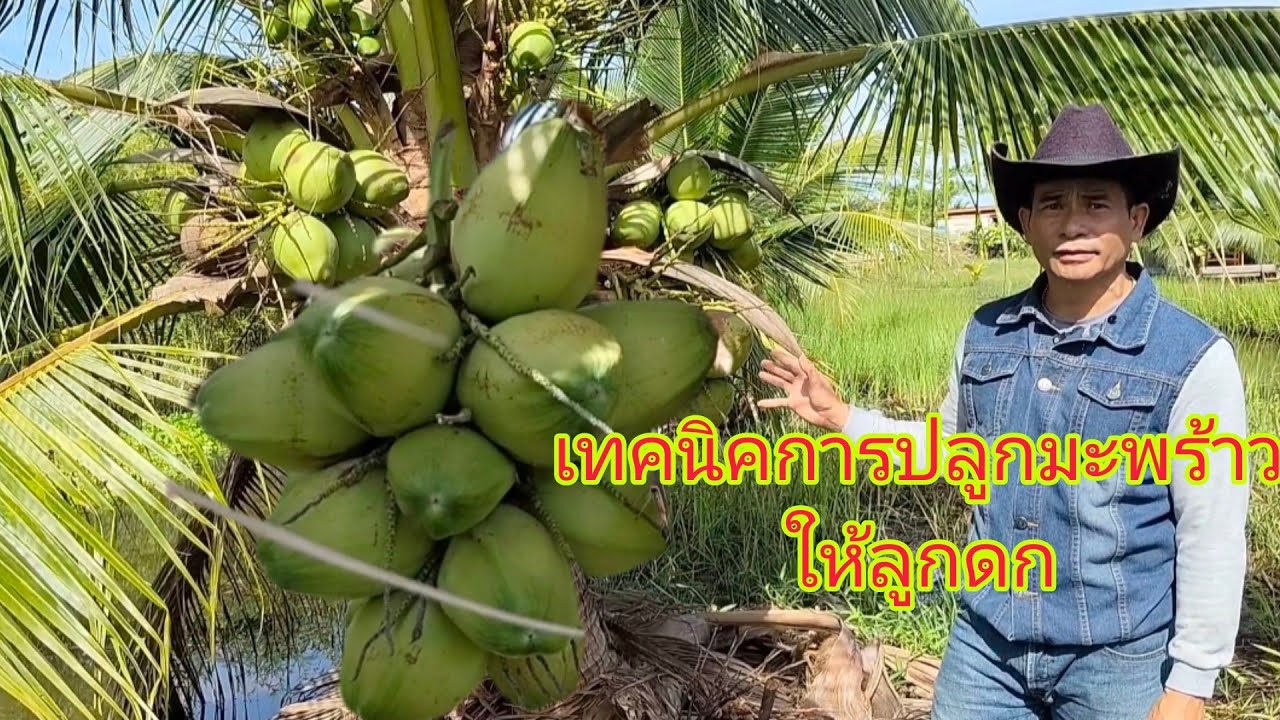 เทคนิคการปลูกมะพร้าว!!ปลูกยังไงให้มีผลผลิตดี กับสูตรแบบโบราณที่เคยทำมา