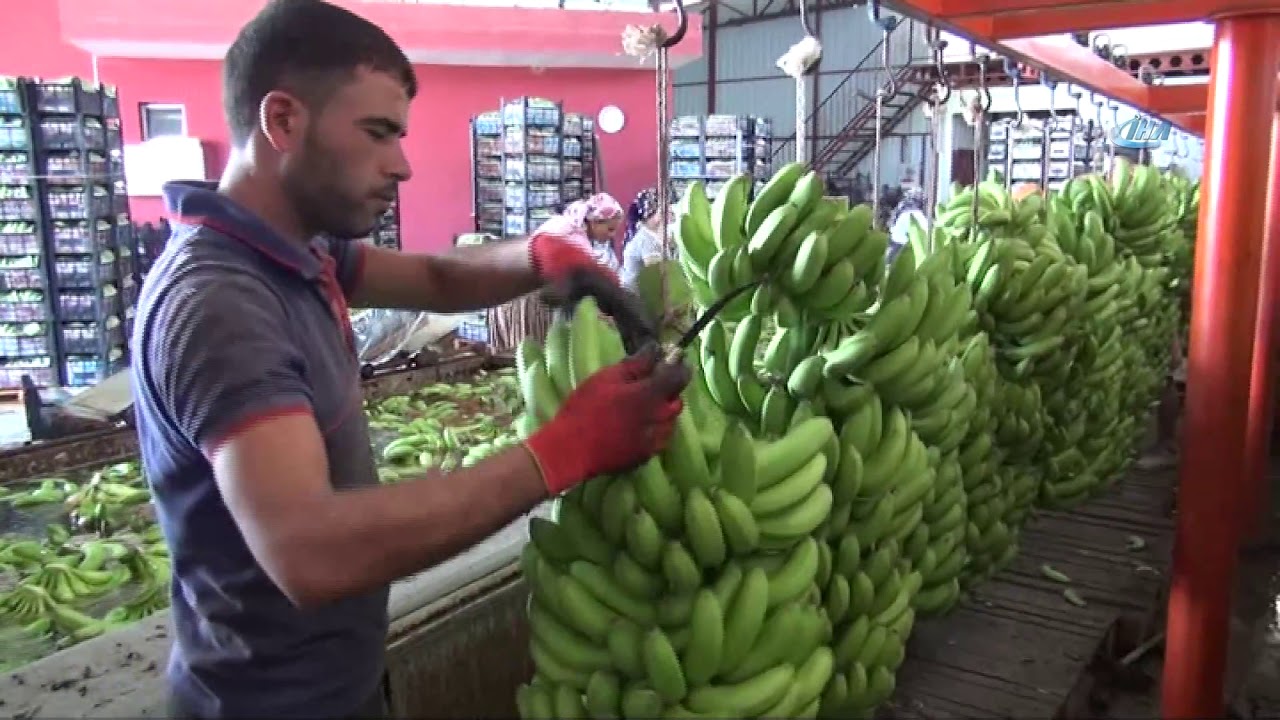 Türkiye’nin 400 Bin Ton Muz Açığını Silifke Kapatacak