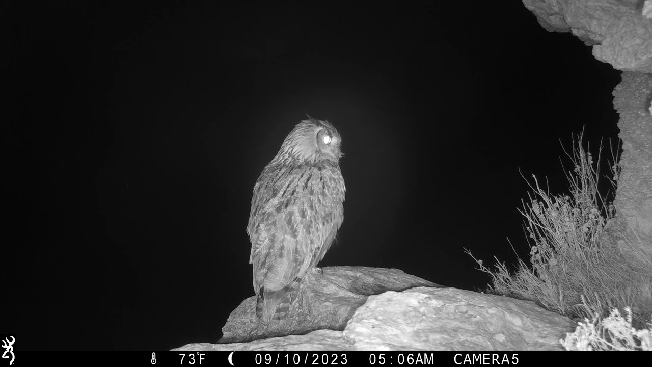 Búho real; macho y hembra emitiendo voz intimidatoria (4º parte) fototrampeo.