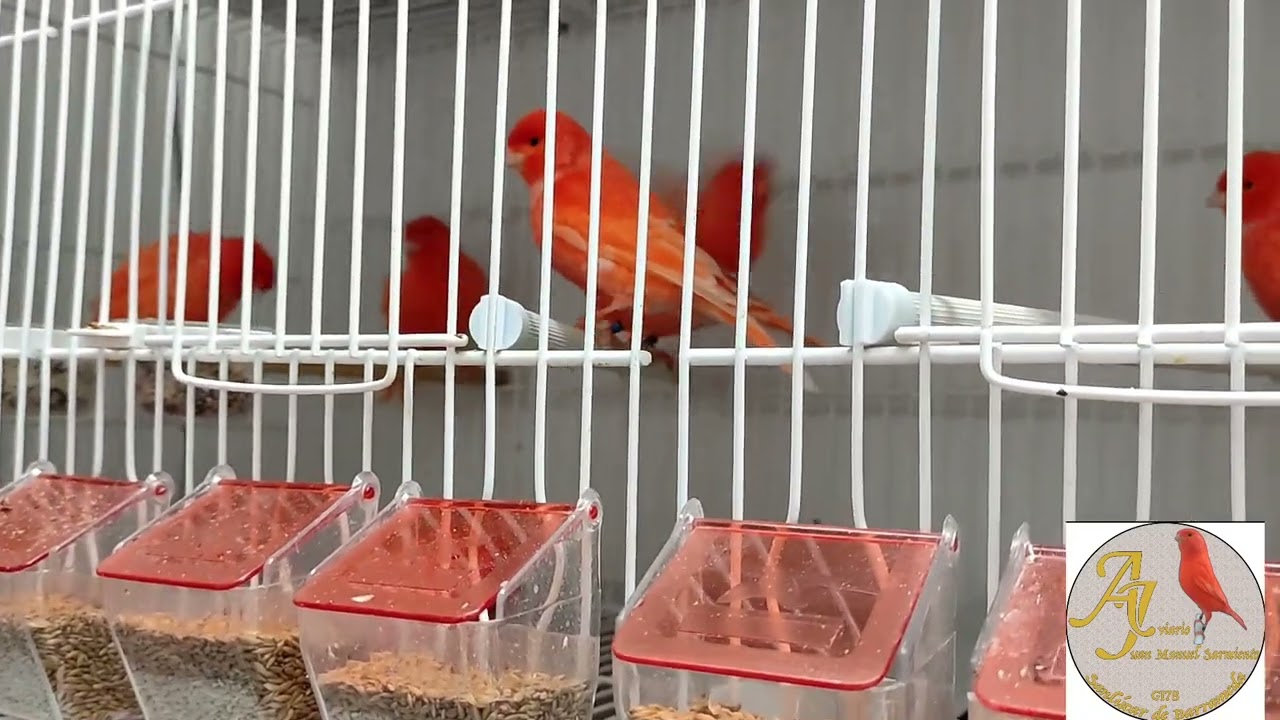 Para ir observando y apartando