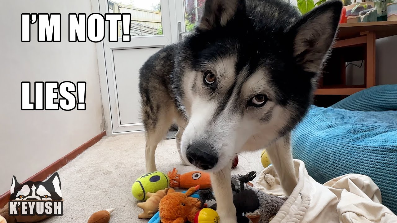 Told My Husky He’s Actually A CAT! He’s Denies it!
