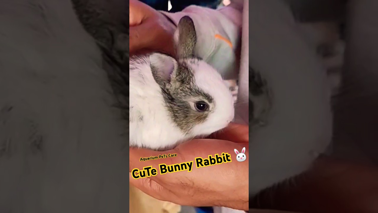 Buy Rabbit Bunny Price 220/- ❤️ Galiff Street Pet Market #rabbit #bunny #shorts