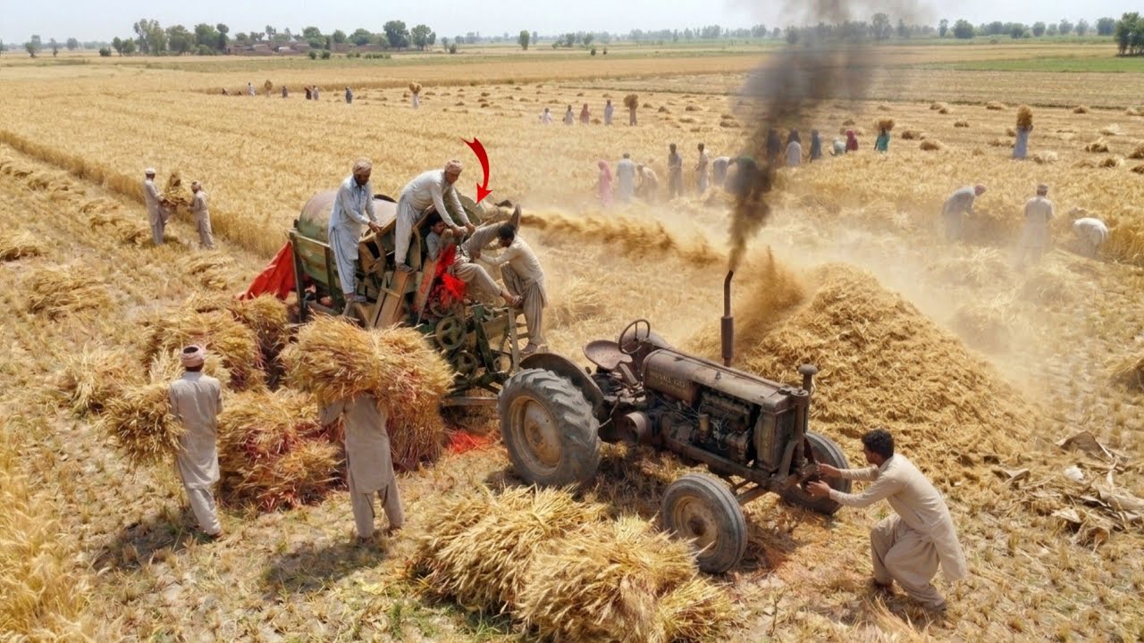 Legendary Old Fiat 480 Tractor Extreme Power on Wheat Thrasher | High Performance | 4K Ultra HD
