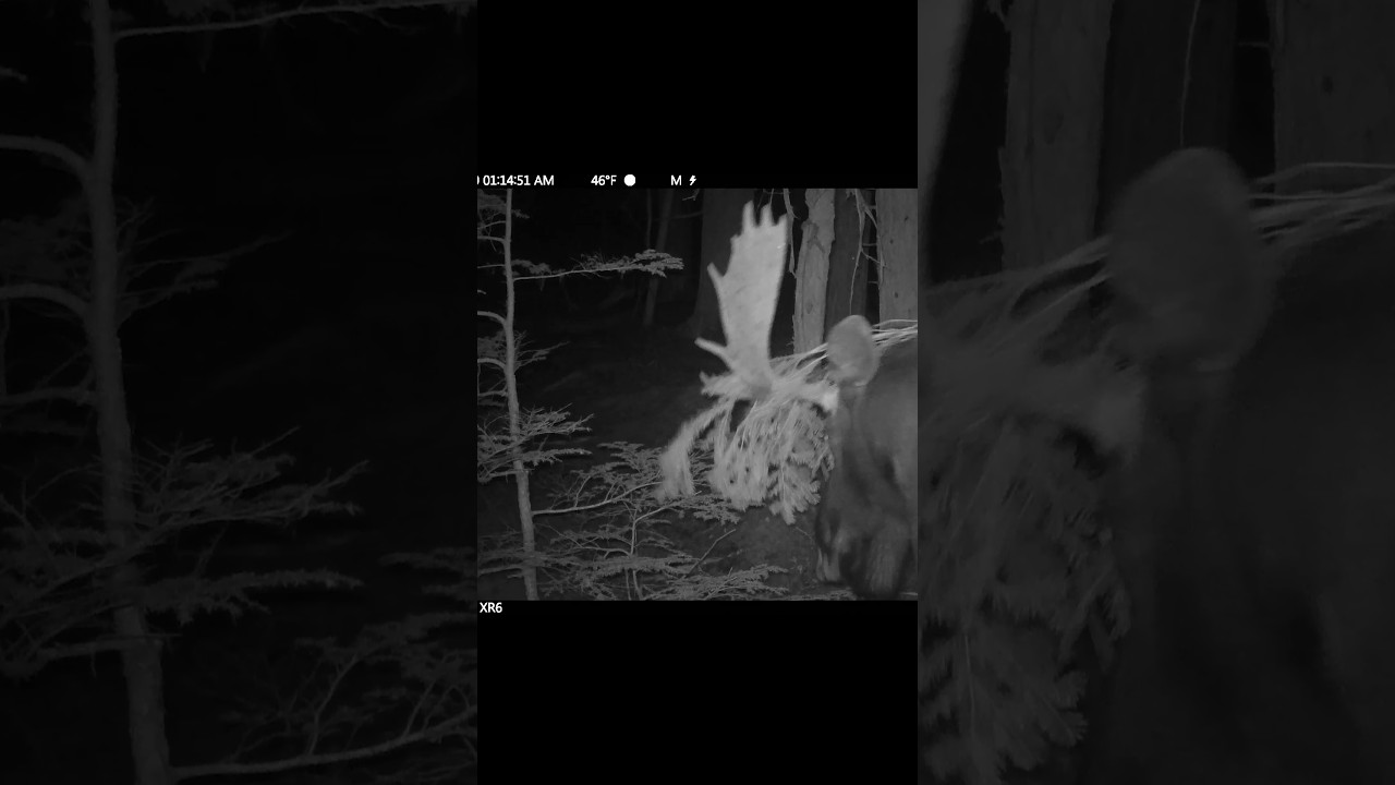 25/26 - 7: Should we tell him?#cameratrap #gamecamera #trailcam #tech4wildlife #moose