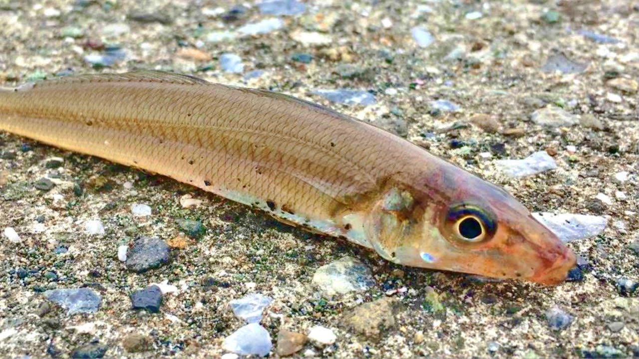 [冬の釣り] 12月の相模川河口でキスやヒイラギを釣って、刺身で食べてみた！
