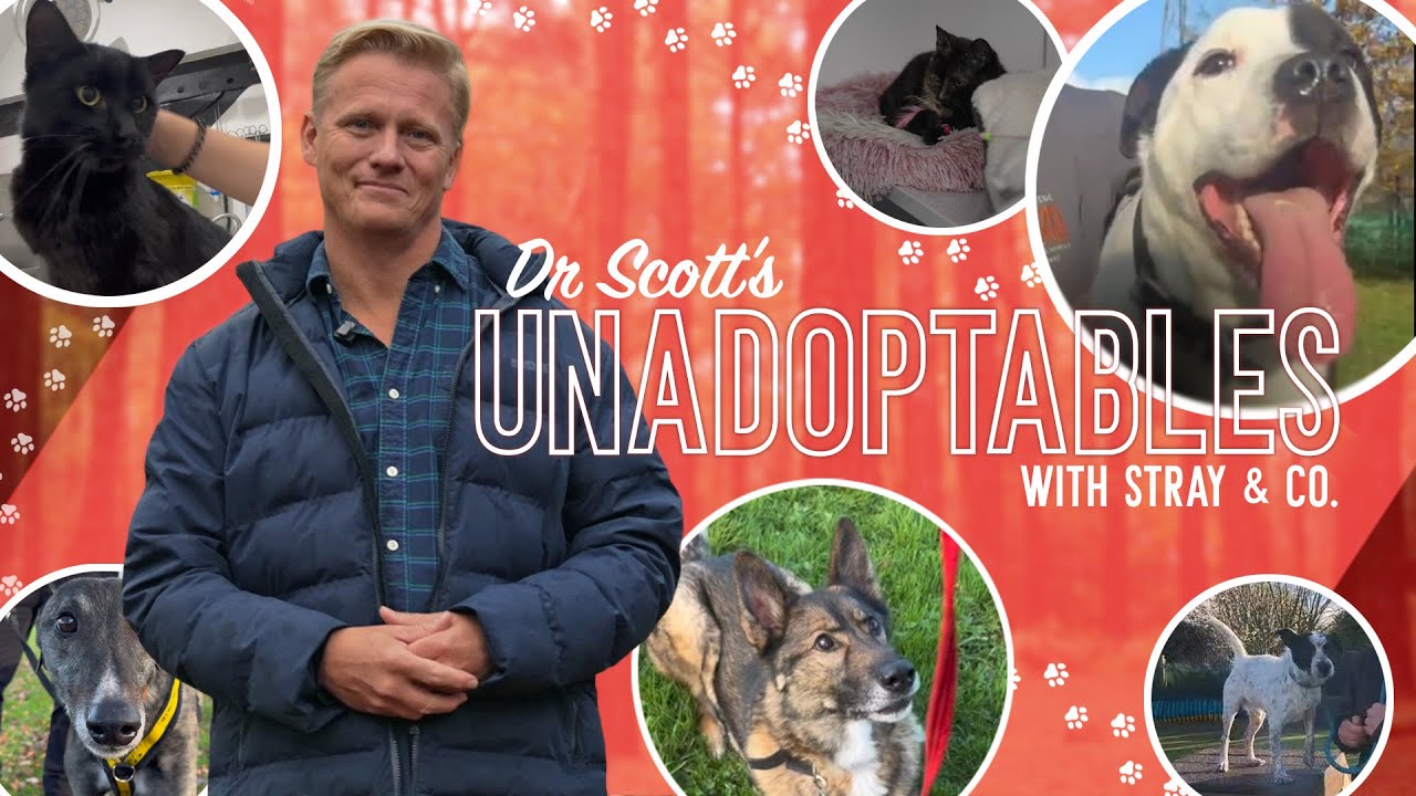 Every Pet Deserves a Loving Home l THE UNADOPTABLES EP2