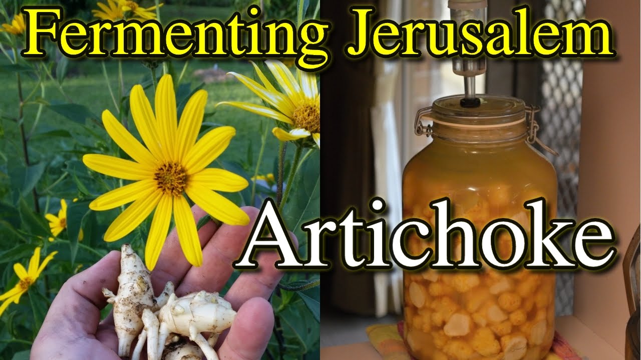 How To Ferment Jerusalem Artichoke