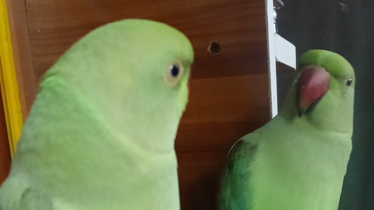 Dimpal Yadav 10.M views  is live ringneck parrot fan with live stream mithu
