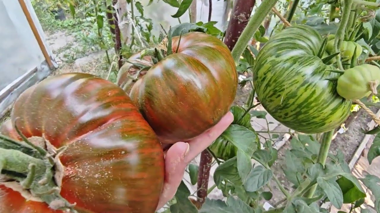 🍅 Kilka odmian pomidorów które dopiero dojrzały - na dzień  2.IX.2025r