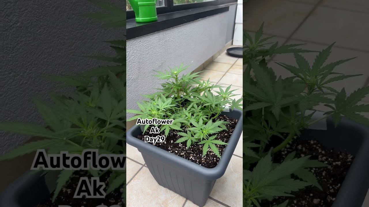 Ak autoflower stretch 🪴☀️(day29) #cannabisdaily #sun #outdoors #bobmarley #youtubeshorts ##shorts