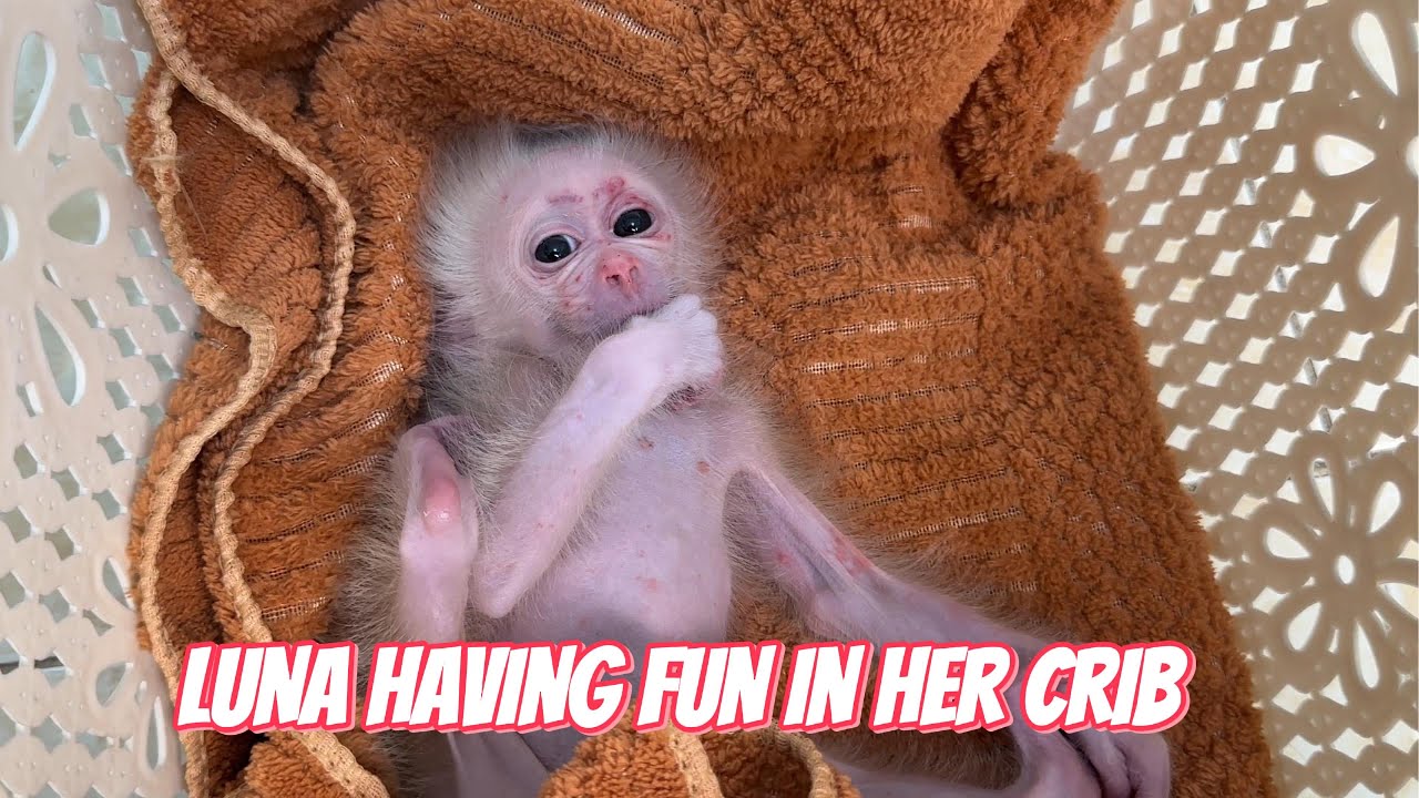 The Cozy Cradle Lulls Baby Monkey Luna to Sleep!!!